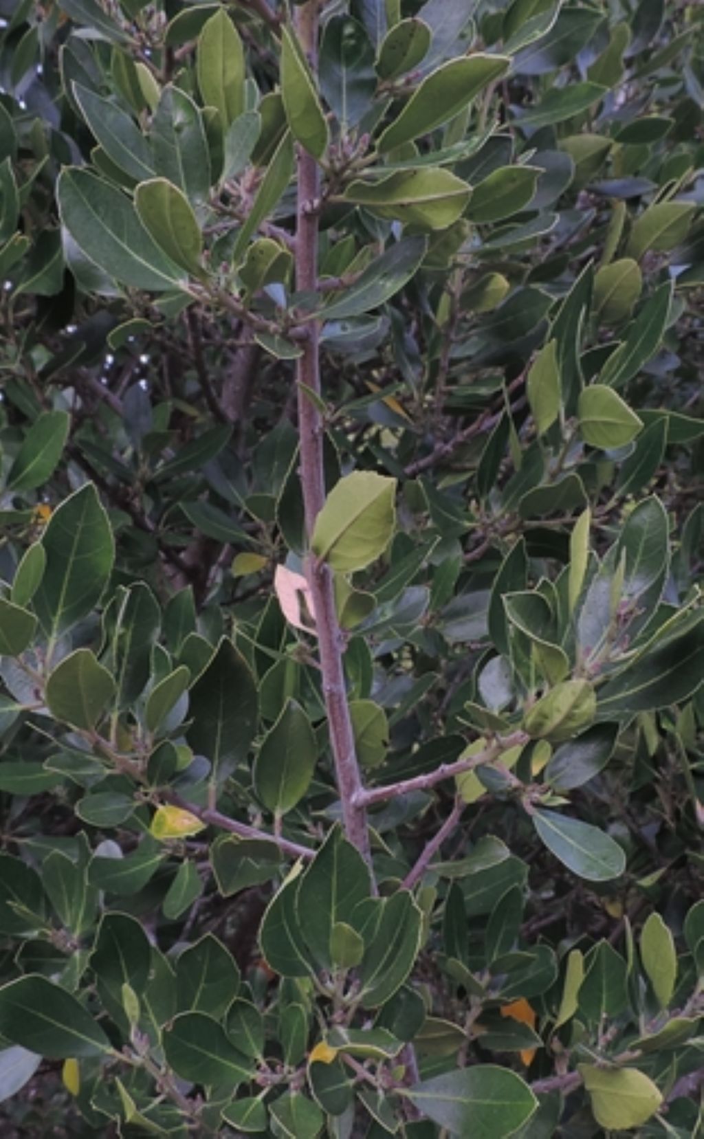 Rhamnus alaternus